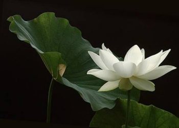 IM LẶNG – Một Nghệ Thuật Sống !