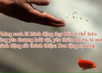 CÔNG ĐỨC PHÓNG SINH & PHƯƠNG THỨC PHÓNG SINH ĐÚNG CÁCH