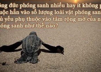 CÔNG ĐỨC PHÓNG SINH & PHƯƠNG THỨC PHÓNG SINH ĐÚNG CÁCH