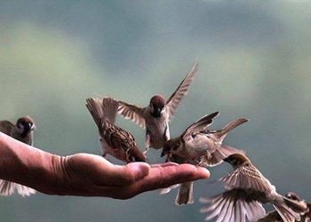 Công Đức Phóng Sanh – Những lời khai thị của Tổ Sư giải trừ nghi vấn