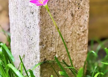 NẾU NHƯ EM BÁN NỤ CƯỜI