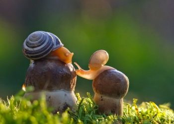 BÀI HỌC TỪ CHÚ ỐC SÊN