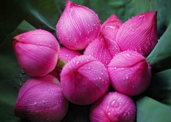 Hãy Là Một Đóa Sen