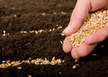 Quả báo một việc làm ác