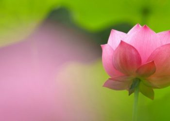 LỊCH ĐẠI PHÁP BẢO KÝ – Thích Thiện Phước dịch – Gs. Lý Việt Dũng hiệu đính