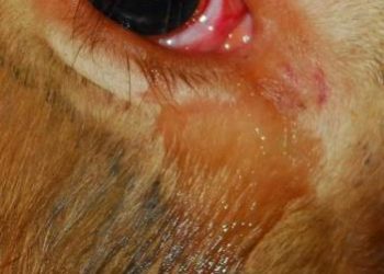 –= Trâu Khóc Khi Biết Sắp Bị Xẻ Thịt =–