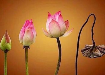 “Chết là gì, ta có chết không?”