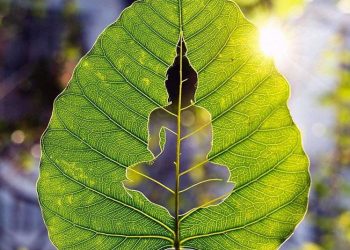 TỰA NHƯ MẶT TRỜI