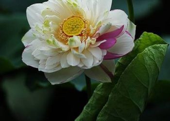 Viết Cho Ngày Hạ