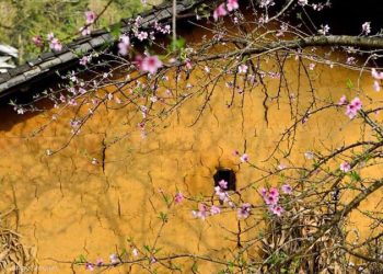 [Thi Ca] Xuân Tâm Thường Tại