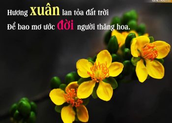Ngày Xuân cùng nhau đọc thơ Thiền