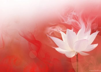 ALBUM NHẠC PHẬT GIÁO 2024